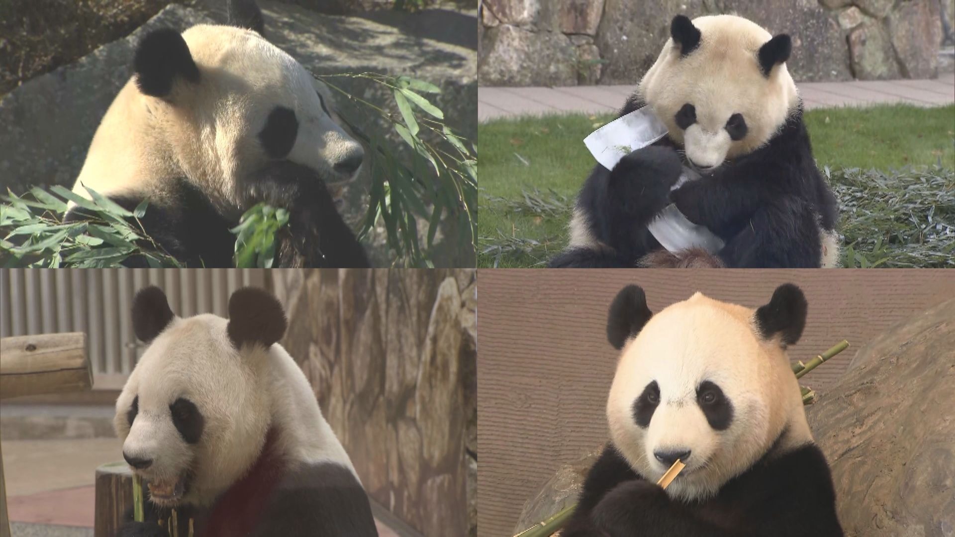 中国へ旅立つパンダ4頭 歓送セレモニーの詳細発表 和歌山