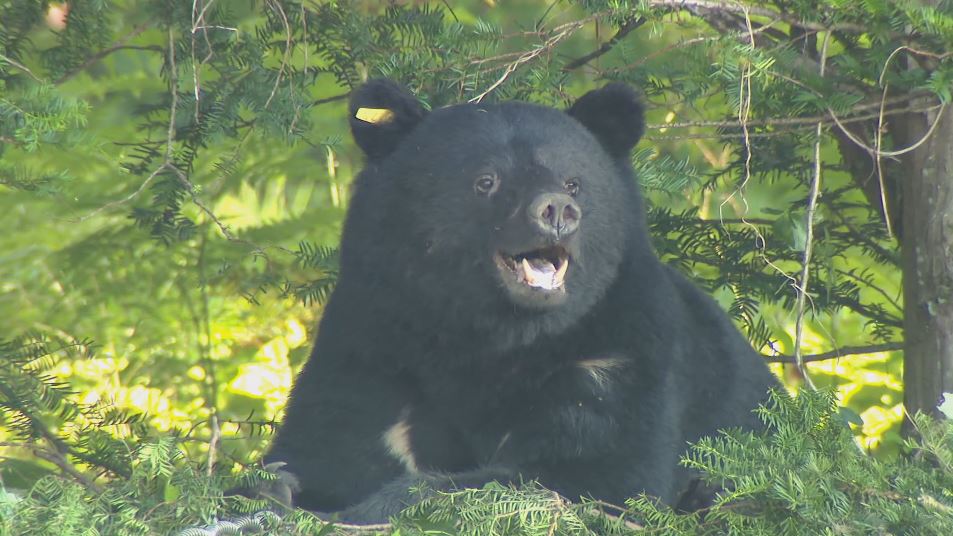 長野県飯山市のクマ侵入現場を調査する専門家や職員