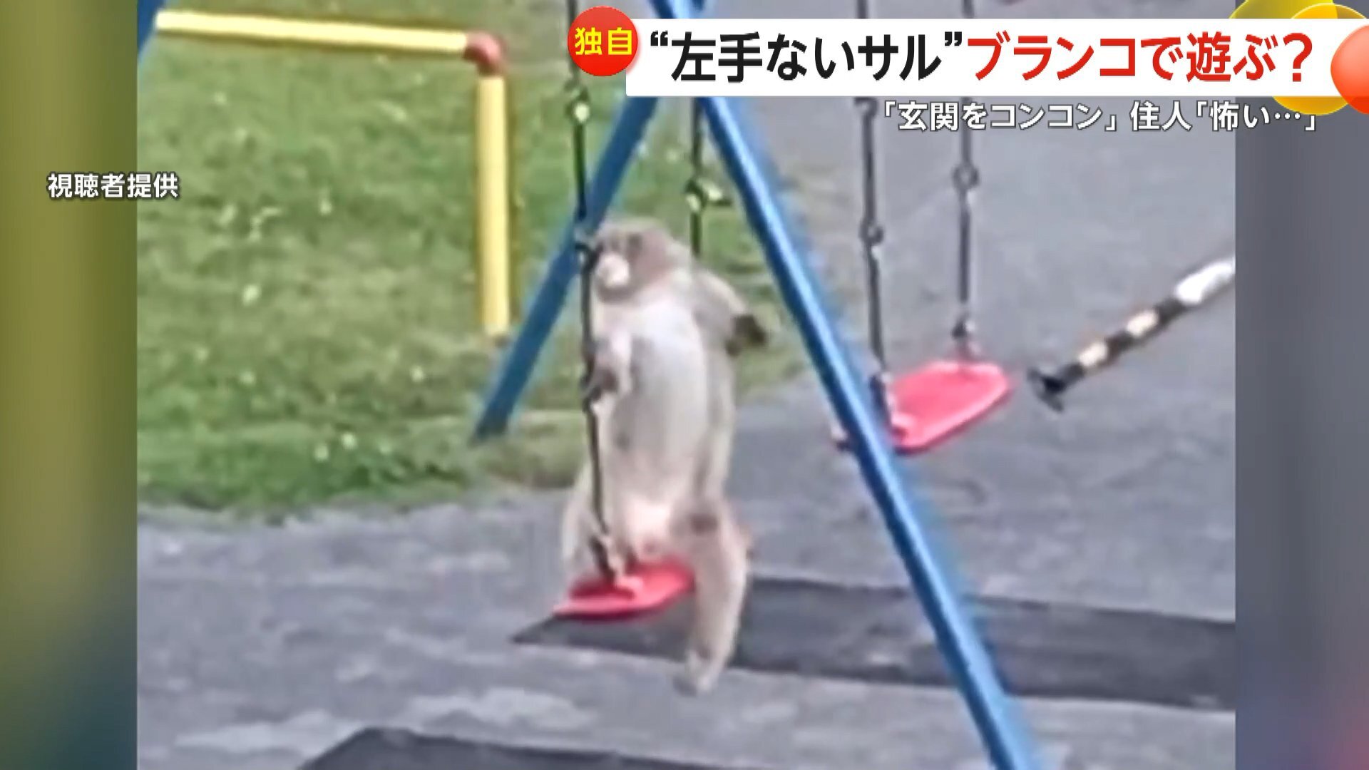 神奈川県茅ヶ崎市の団地敷地内で、左手のないサルがブランコに乗る様子