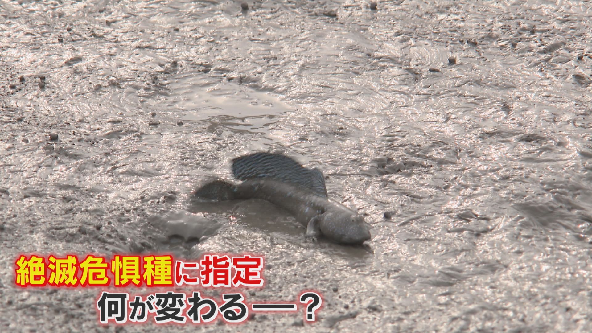 愛嬌ある表情 食べても美味 有明海に生息するムツゴロウ レッド