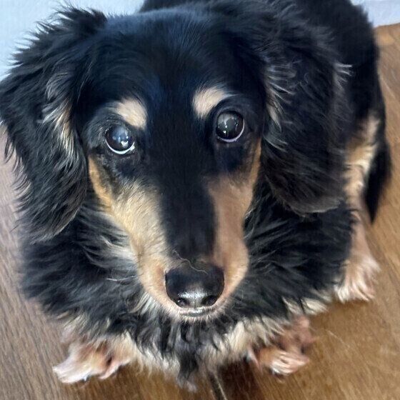 すぐったレディース福袋 カーミングシグナルって？犬の「イヤ！」に気付こう（いぬのき 趣味・スポーツ・実用