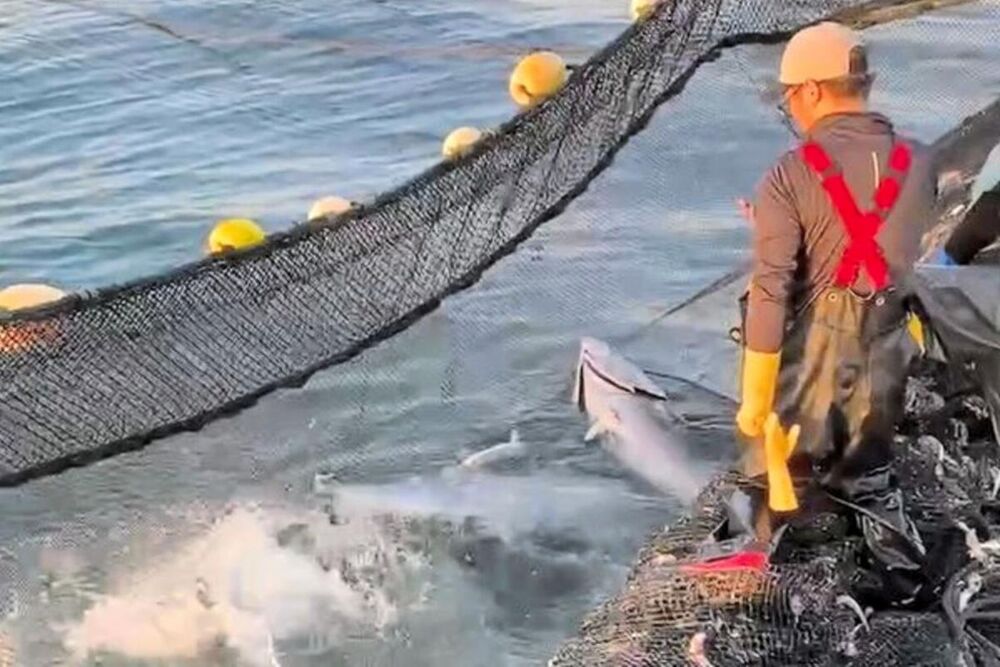 青森県八戸沖の定置網に入り込み、激しく暴れるクロマグロ。網破損の原因となる。