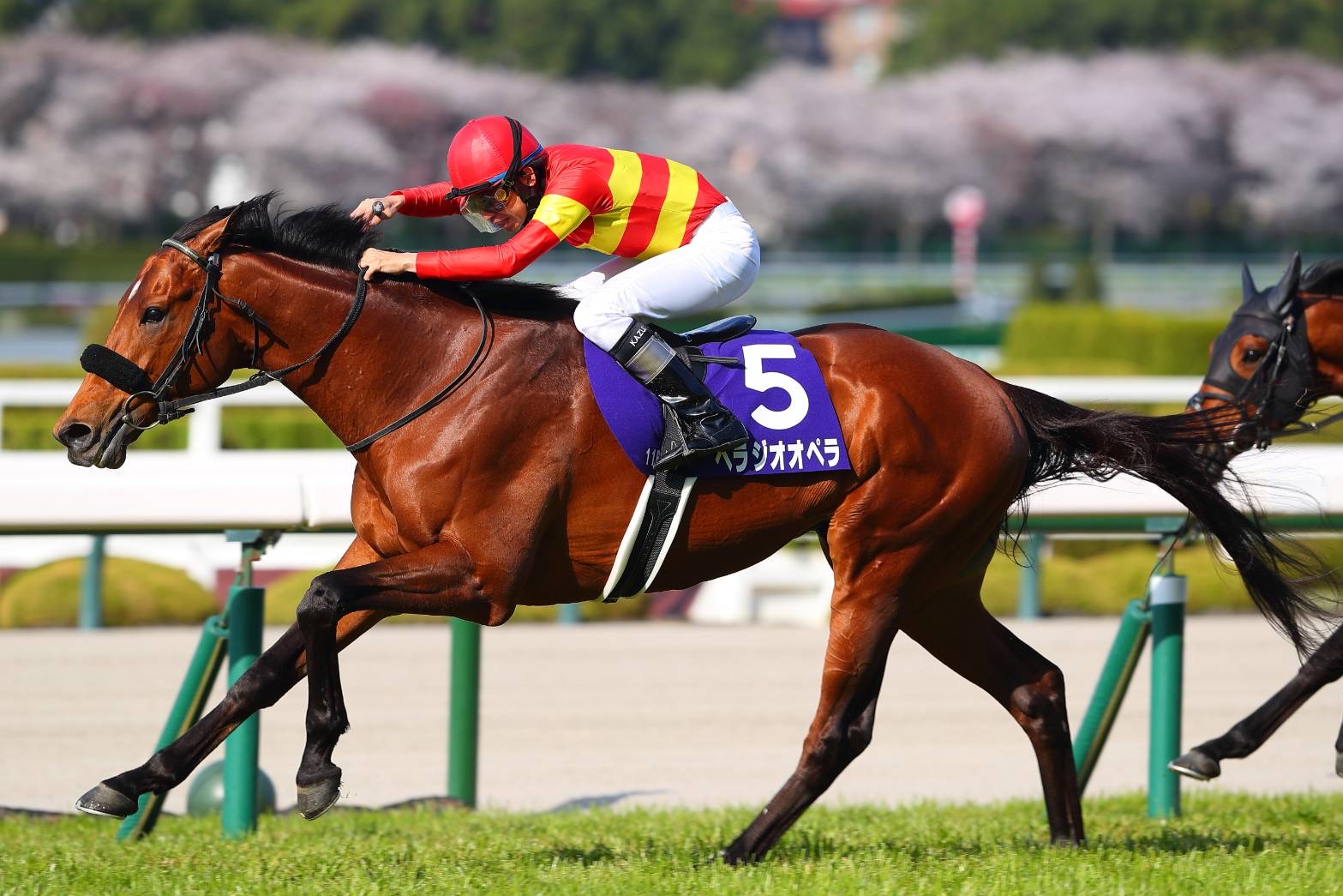 宝塚記念　非売品　ピンバッジ　競馬　貴重　箱付き Amazon.co.jp: JRA 70周年 記念 限定 弁当箱 重箱 競馬 グッズ