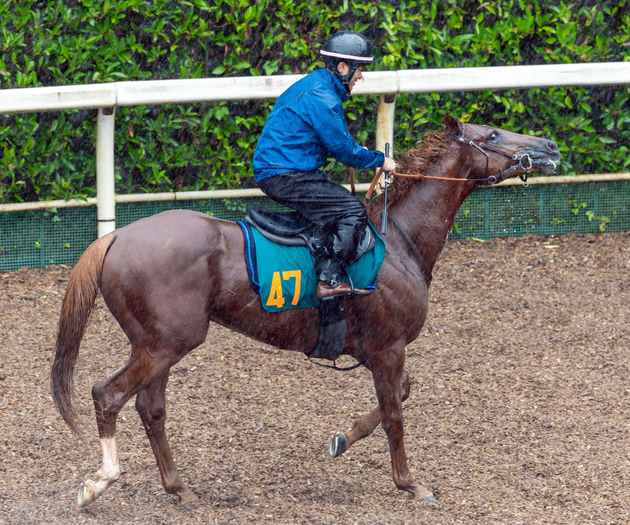 高速 割引 2025 西日本 新馬戦】サレジオ 宝塚デー出世レースで注目馬初陣 「2歳にして コレクション