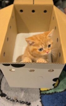 みこねこさん 桜ねこだんご みけさくら｜三英貿易株式会社