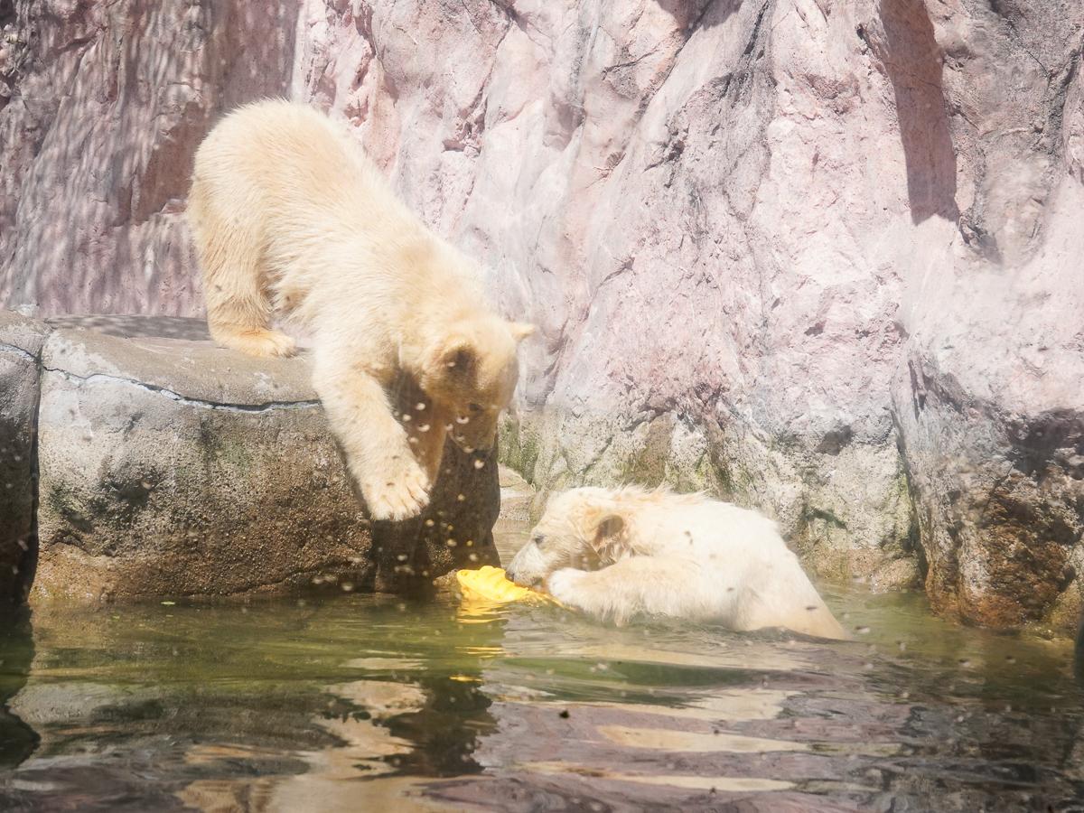 の 人気アイテムランキング 八木山動物公園でホッキョクグマの双子公開 昨年12月誕生、愛称 ピンズ・ピンバッジ・缶バッジ