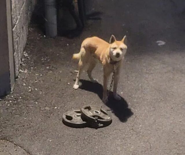 首に「30kg」鉄バーベルつながれ…韓国・虐待された犬が自力で下山、ネットに感動の声 首に「30kg」鉄バーベルつながれ…韓国・虐待された犬が自力で下山、ネットに感動の声