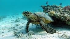 3本足のアカウミガメ「ディリー・ダリー」がフロリダのビーチで海へ向かう放流の様子