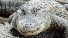 「恐竜の疑い」で摘発！？体長約3メートル、体重およそ180キロの巨大ワニ、ノースカロライナの道路に出現