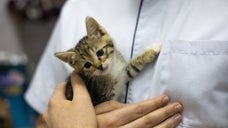 トルコのニュース番組が生放送で里親募集。スタジオで生まれた子猫たちの家族探しに世界が癒やされる