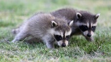 玄関先で立ち尽くすアライグマの赤ちゃんを救助。その後、再び別の赤ちゃん動物を…。動物管理局の忙しい1日