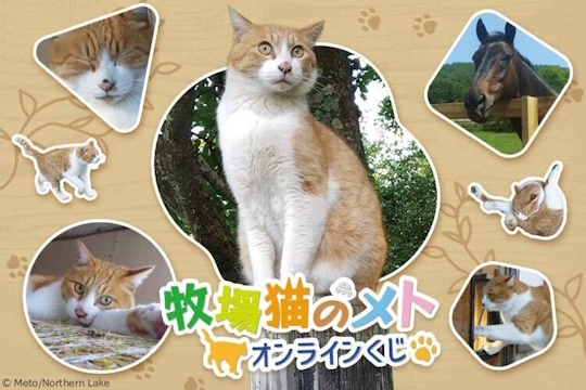 牧場猫のメト」オンラインくじが登場！ ノーザンレイクの看板猫