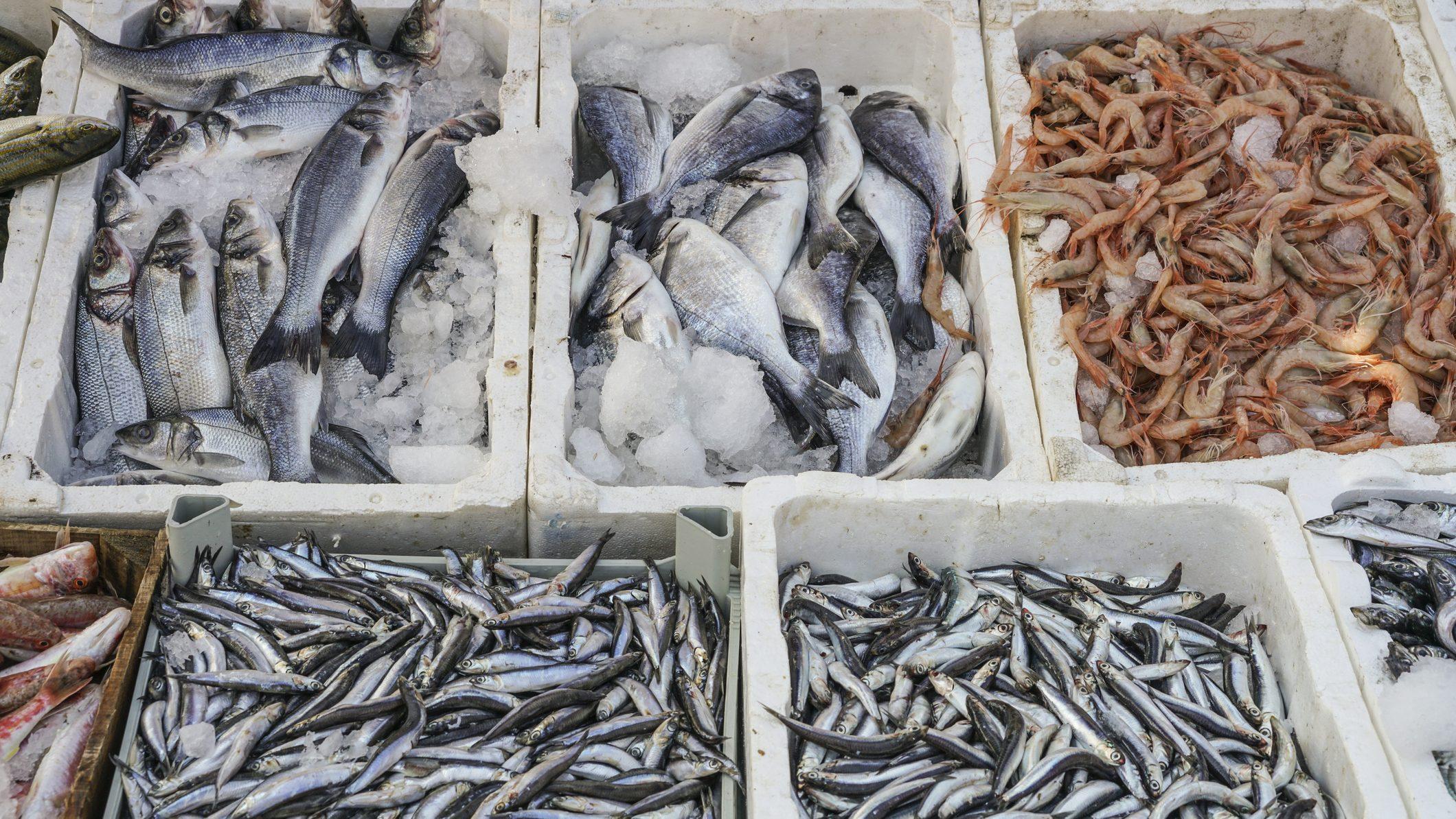魚を捕獲する漁船のイメージ