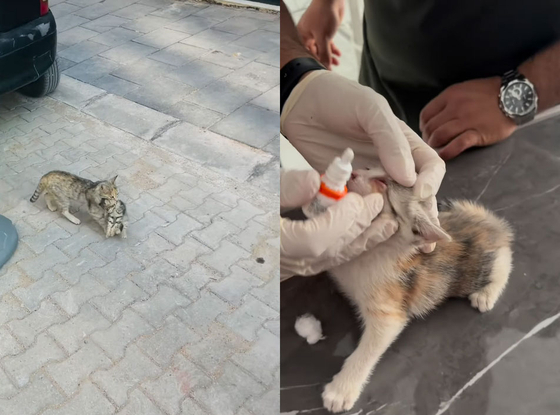 「治療をお願いします」···病気の子猫をくわえて動物病院を訪れた親猫＝トルコ（中央日報日本語版） - Yahoo!ニュース