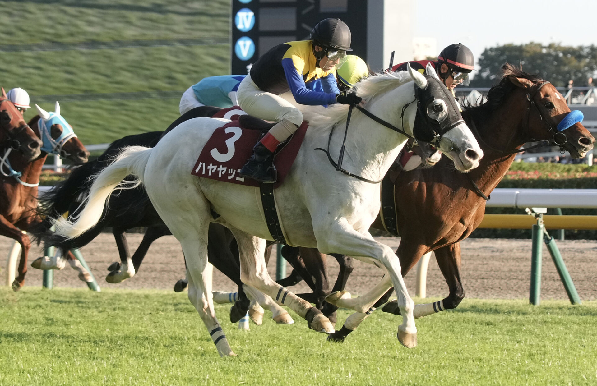 競馬】ハヤヤッコ アイドルホース アルゼンチン共和国杯