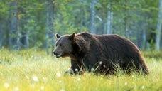 ミシガン州で首にフタがはまったクロクマの救出作業の様子。麻酔で一時的に動けなくなったクマからプラスチック製のフタが取り外されている。