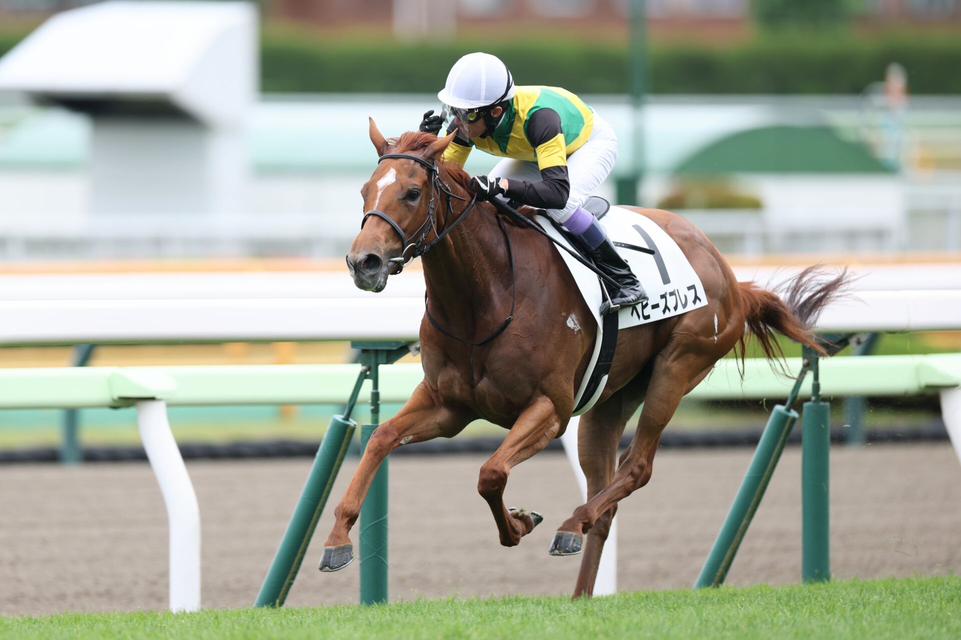 函館1R】武豊ベビーズブレスが人気に応えて逃げ切り（競馬の