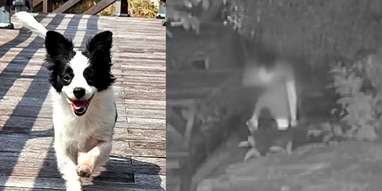 BB弾で撃たれて死亡した犬（ソムソミ）。韓国・巨済で発生した動物虐待事件。