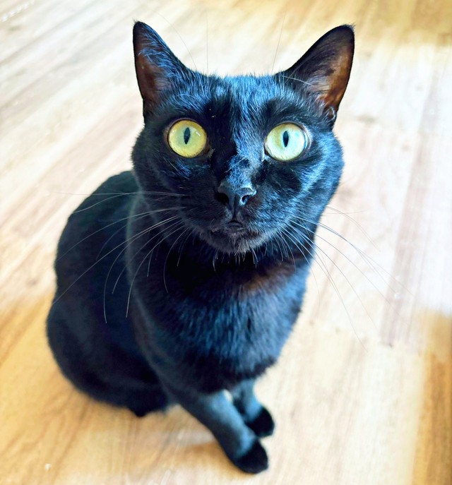 黒猫が飼い主帰宅の気配で突然「ハッ」！ 見守りカメラがとらえ