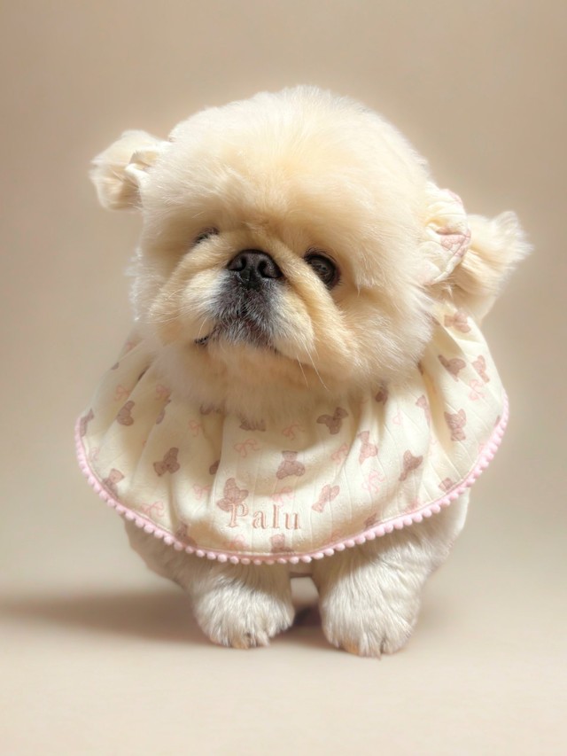 ぼく2、3キロですよって顔してるけど…」実は大きな犬さん