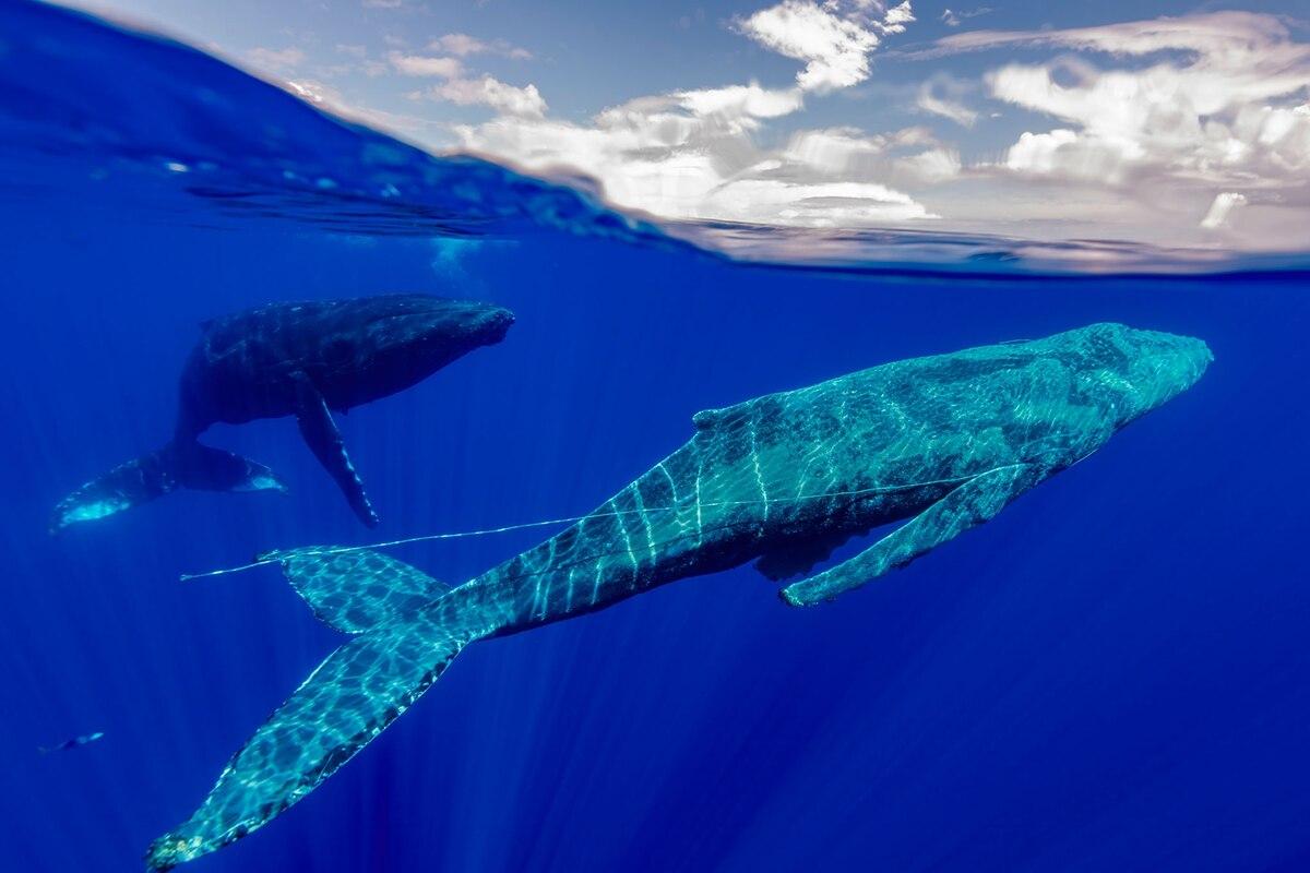 目撃〉漁具が絡まる仲間を必死に助けるザトウクジラたち