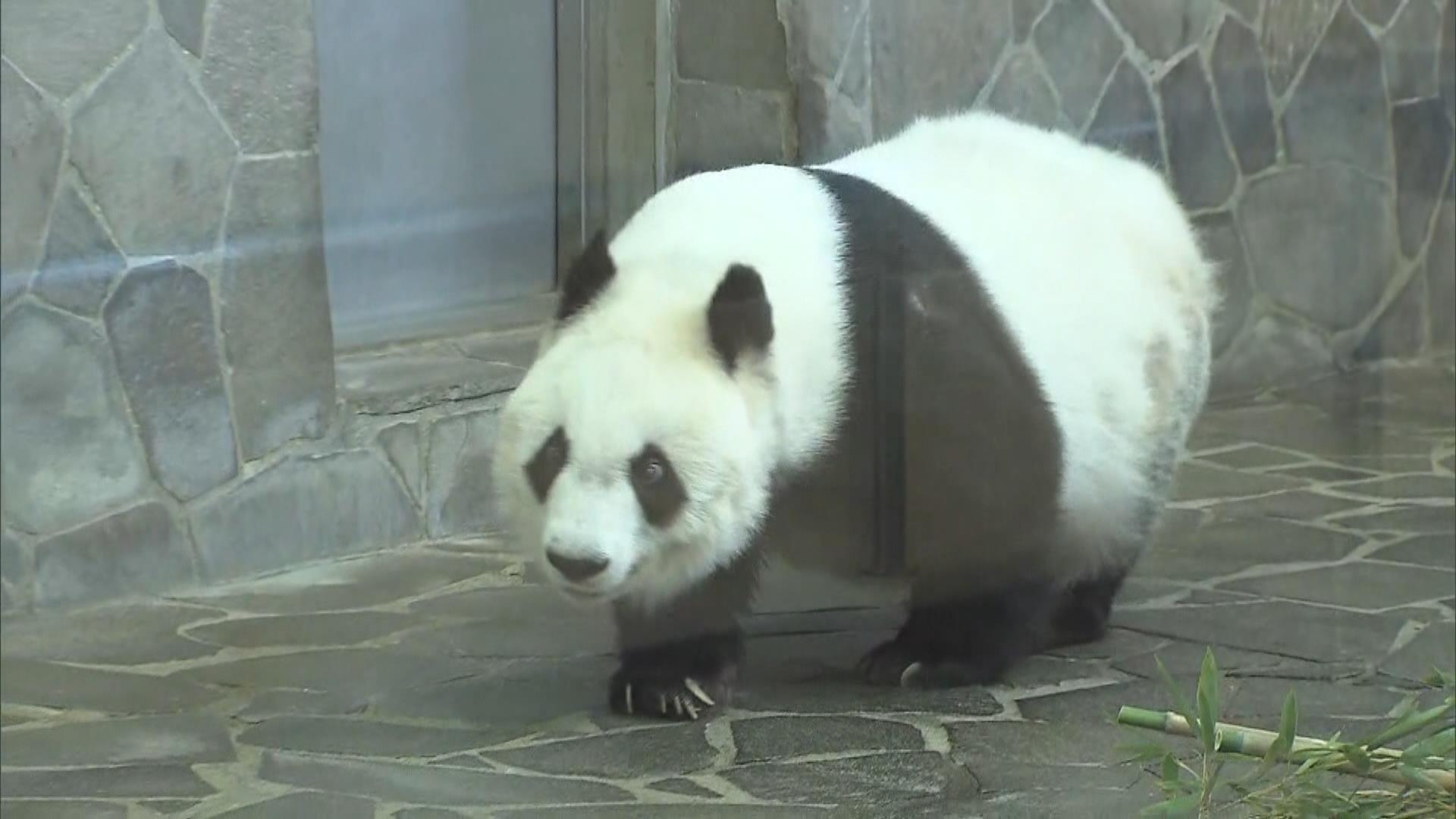 コウコウとタンタン: パンダ写真集 | 中村 翔子, 神戸市立王子