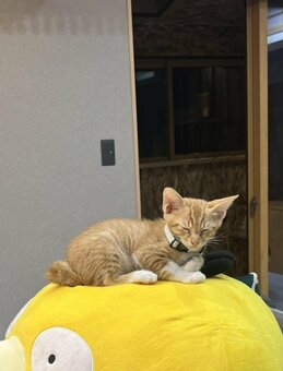 ぬいぐるみの上の子猫の半年後 ぬいぐるみがぺちゃんこに