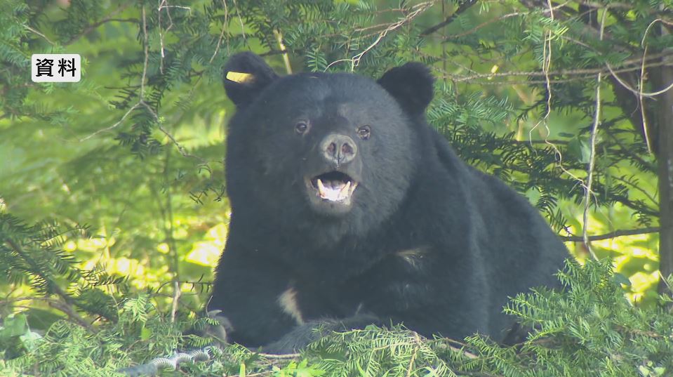 長野県内で相次ぐクマ被害のイメージ画像
