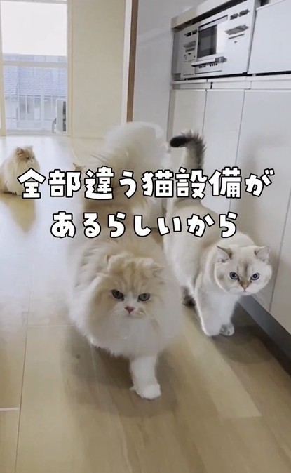 Neko」の検索結果 - Yahoo!ニュース