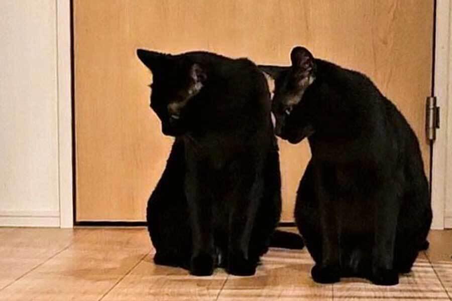 珍しい 遊びたいけれど…黒ねこ2匹が「不機嫌なねこ」に気遣い 緊張感が その他