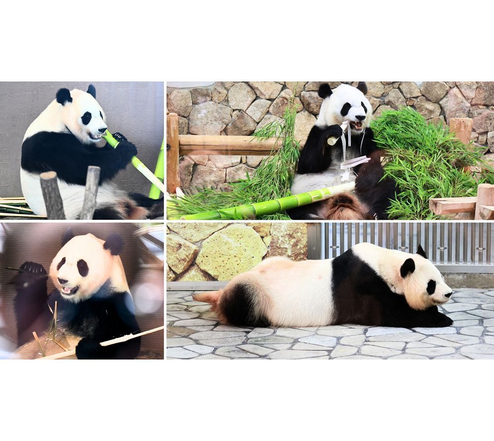 百貨店福袋 ありがとうパンダ 和歌山・白浜から中国へ（紀伊民報） - Yahoo コレクション