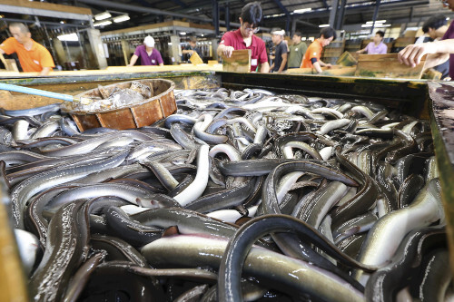ウナギ、食卓から遠のく可能性…ワシントン条約の対象に加えるようＥＵなどが提案