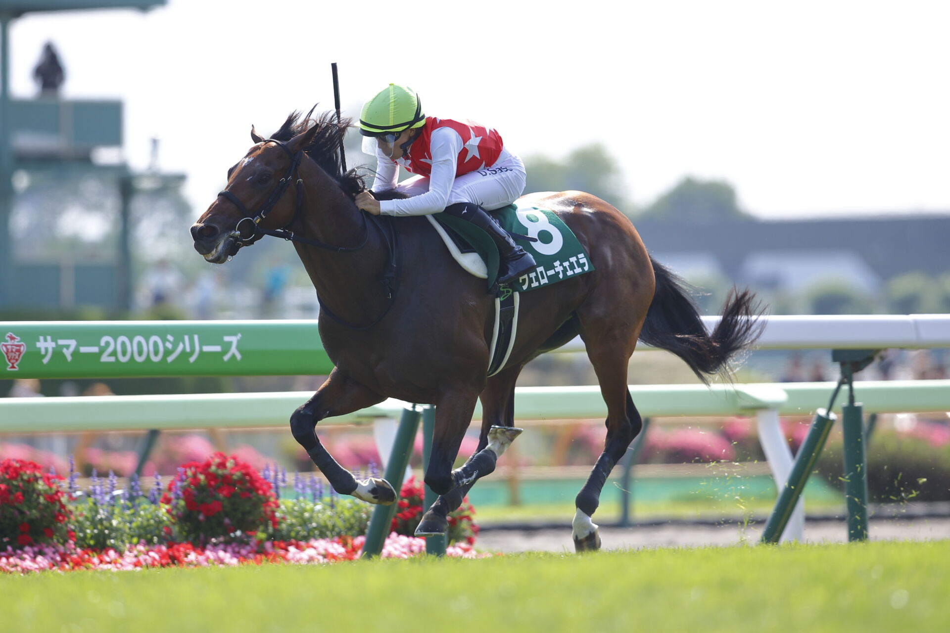 JRA 函館記念 重賞 コンプリート3点セット 函館記念予想｜過去の傾向とデータ分析 - 重賞ナビ