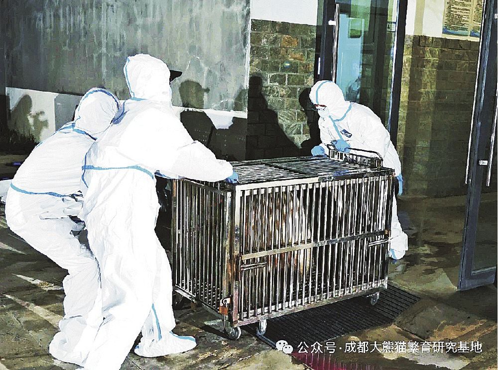 中国に無事到着 白浜のパンダ4頭（紀伊民報） - Yahoo!ニュース