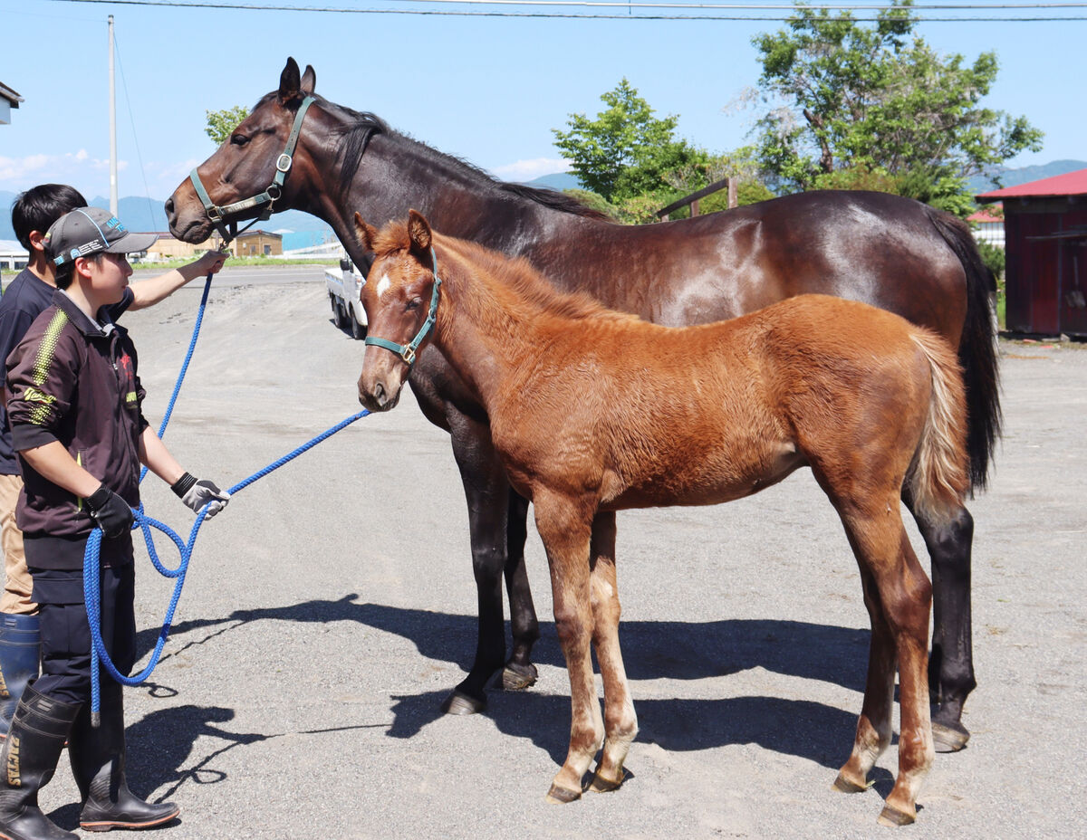 【絶品】 史上初無敗3冠牝馬デアリングタクトの今…引退後に北海道で繁殖 コレクション