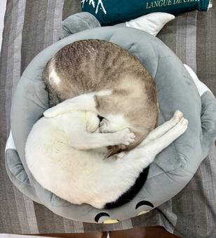 2匹の猫がソファーの上で丸くなってた、息子はそれを見て…「大正解！」と絶賛の声多数(LIMO)