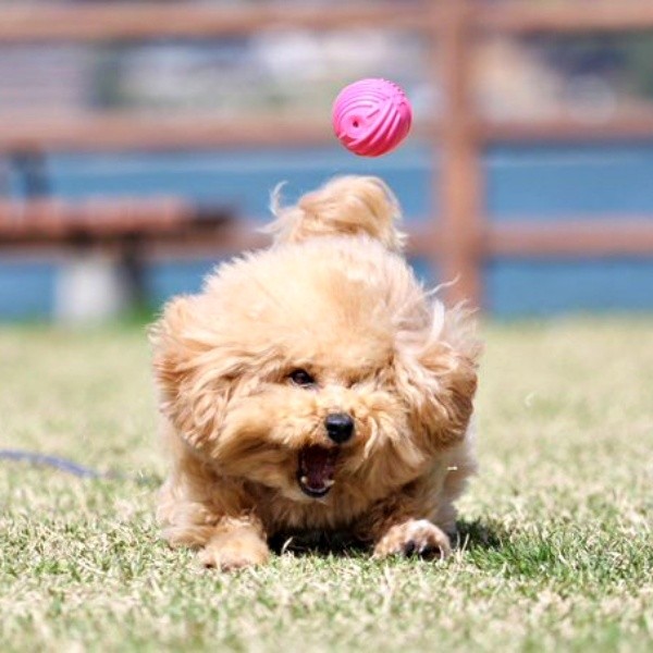 ボールが全然取れない犬が話題 全力で空振りする姿に「ボールに