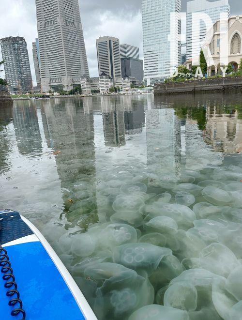 横浜みなとみらいの海面を覆い尽くすほど大量発生したクラゲ