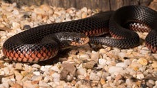 オーストラリアの住宅に毒ヘビ侵入⇒業者が素手で捕獲「隅でお昼寝していました」