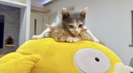 重ねこ鏡餅 b(小) ②