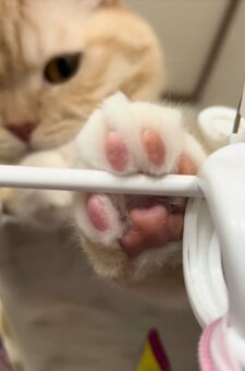 猫壱 P-4580471867129 キャットトンネル ピンク : 家電のSAKURA