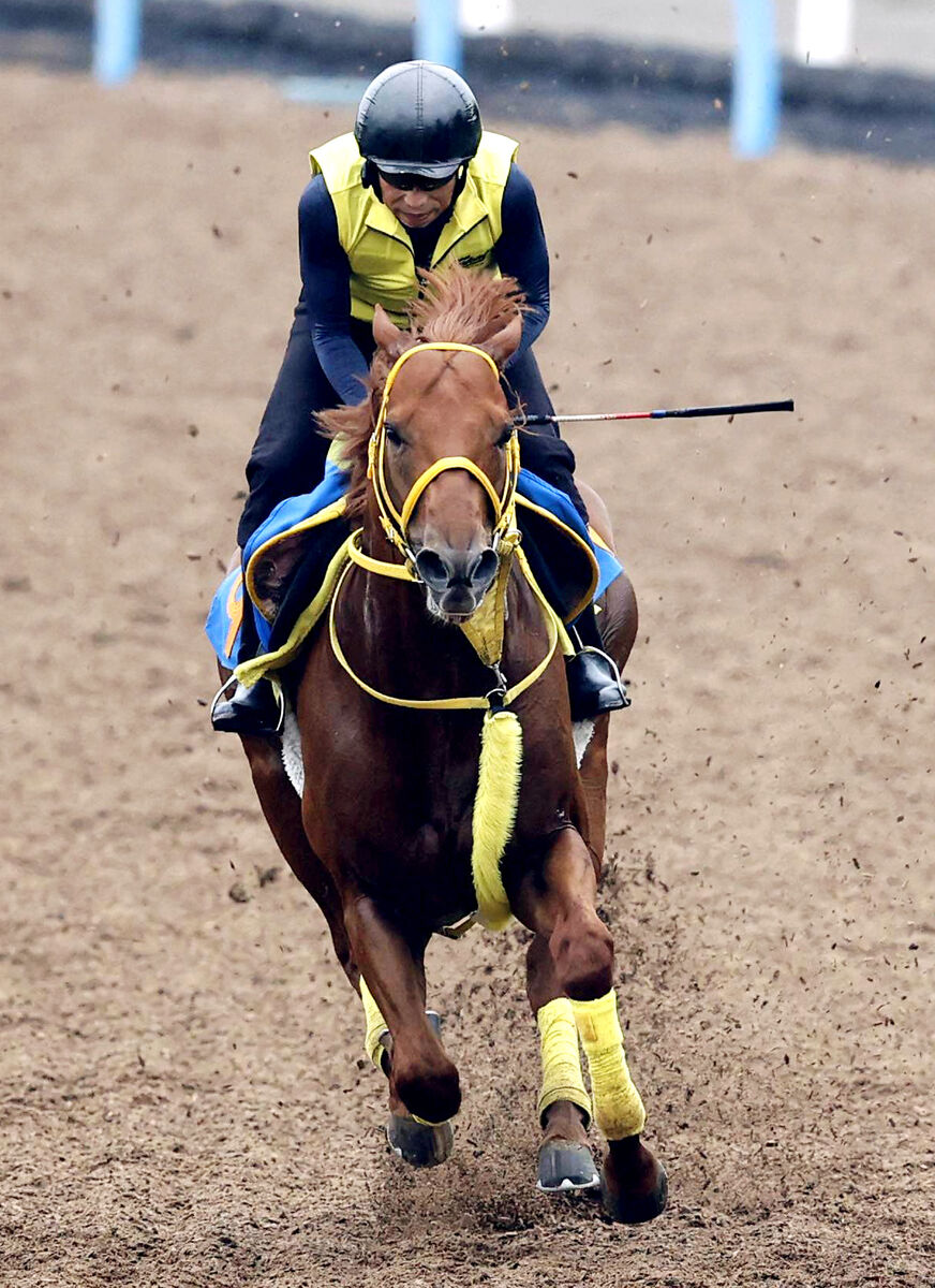 送料無料 通販 激安 JRAウェルカムチャンス 福島競馬場限定