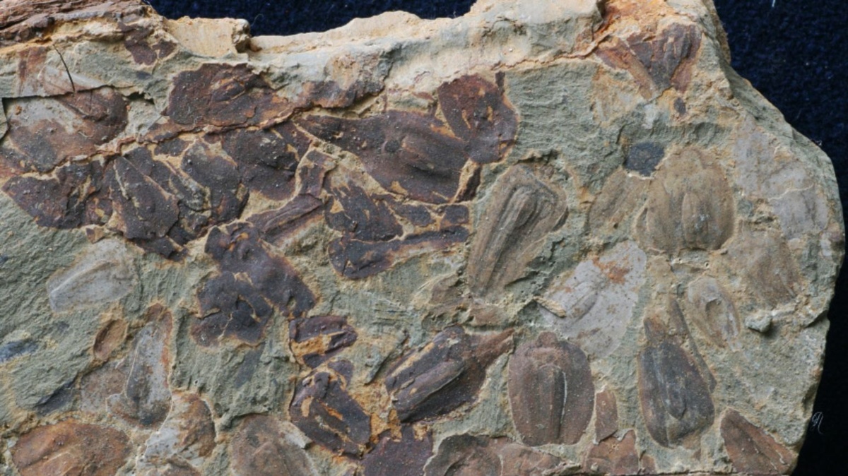 新たな研究でペルム紀末大絶滅後の環境変化解明に用いられた化石のイメージ