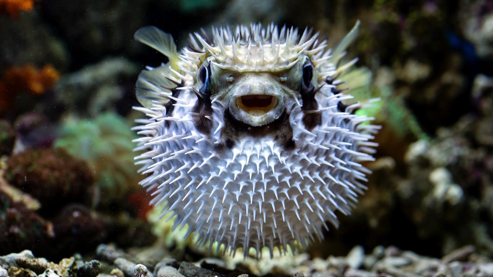 地球温暖化と海洋生態系の変化を示す、黒海で捕獲された熱帯の猛毒フグ（センニンニンフグ）