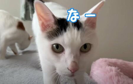 【ご飯が待ちきれない猫ちゃん】飼い主さんへのアピールが可愛すぎる！鳴き声に癒されます(LIMO)