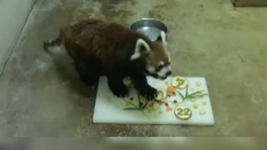 レッサーパンダ風太くん、きょう二十歳 人なら80超、国内5番目の