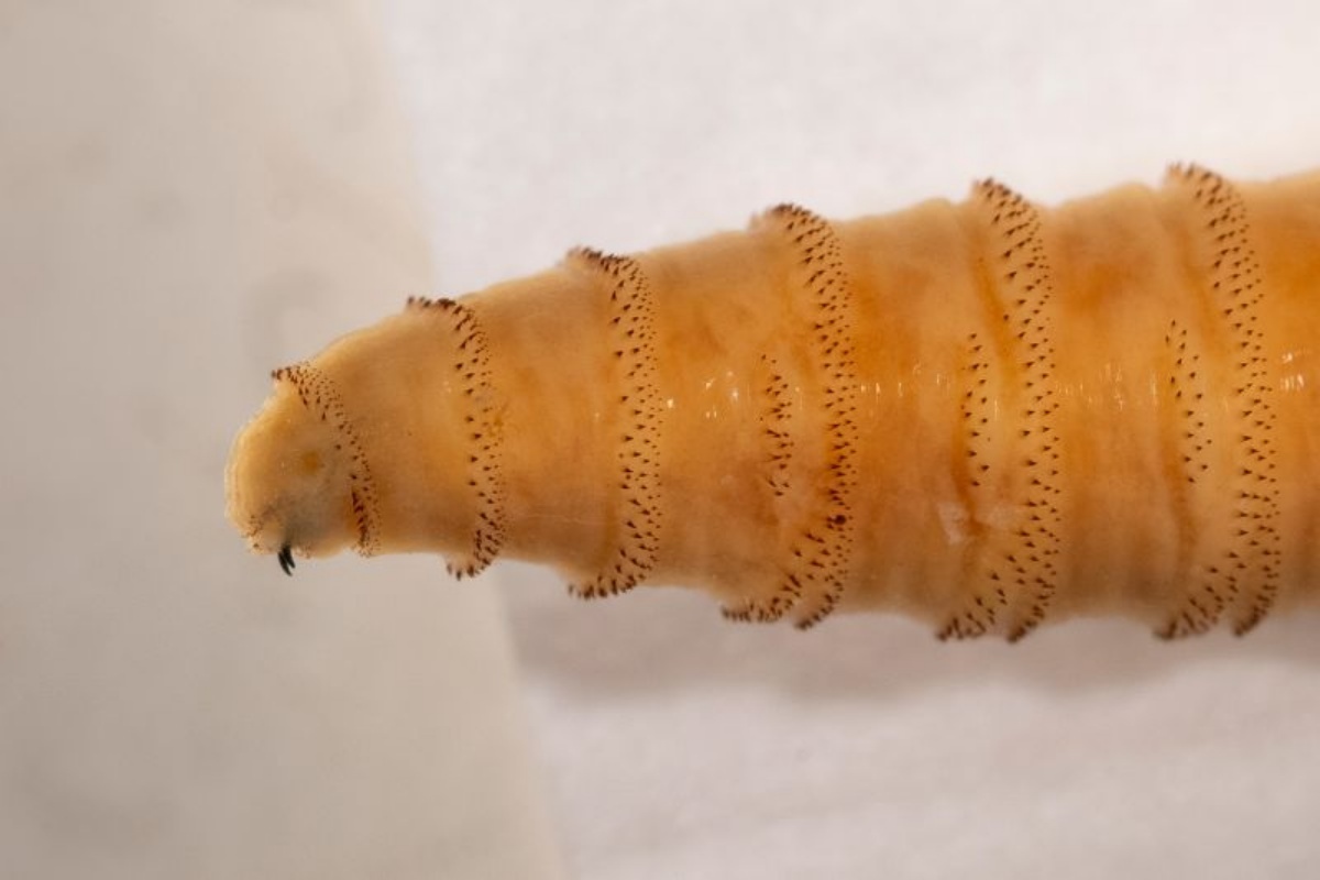 青緑色でメタリックな外骨格を持つ新世界ラセンウジバエの成虫
