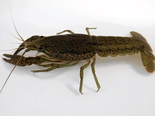 愛媛県松山市で発見・捕獲された特定外来生物「ミステリークレイフィッシュ」の様子