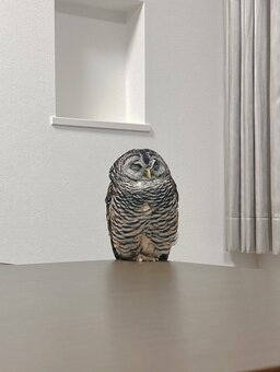 フクロウさんが眠る場所に思わず二度見！その日の気分で変わるお気に入りにびっくり(LIMO)