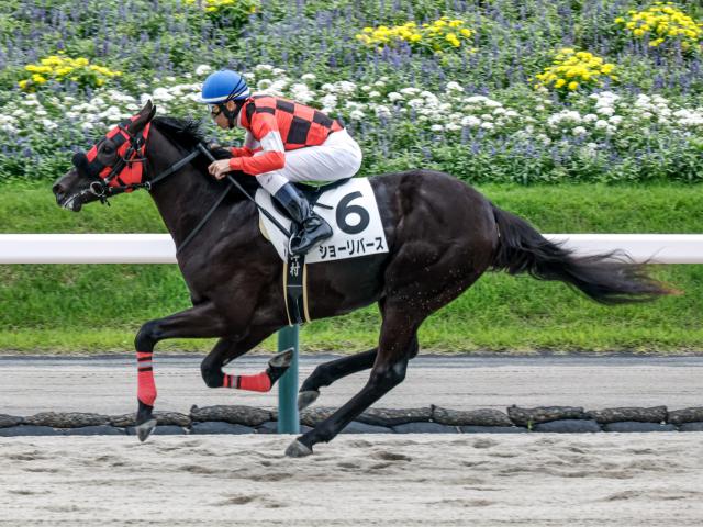福島6R新馬戦結果】フォーウィールドライブ産駒ショーリバースが